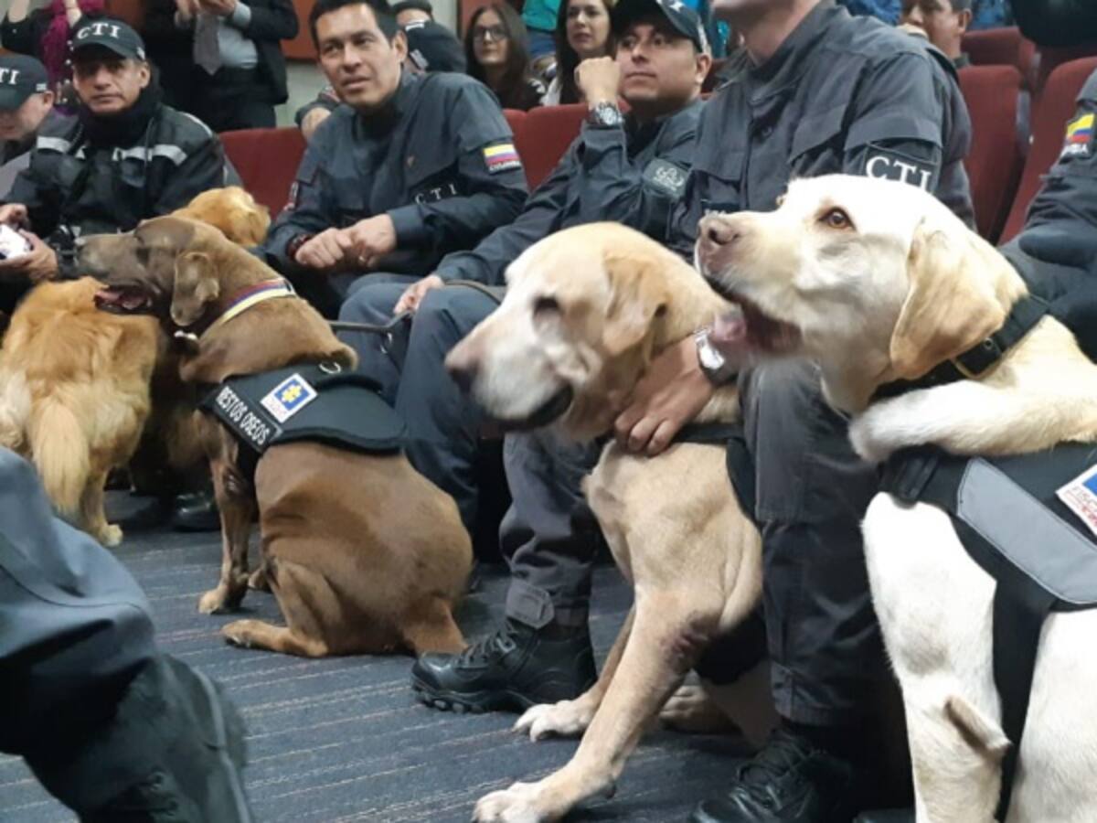 Fiscalía pensiona a investigadores de "cuatro patas"