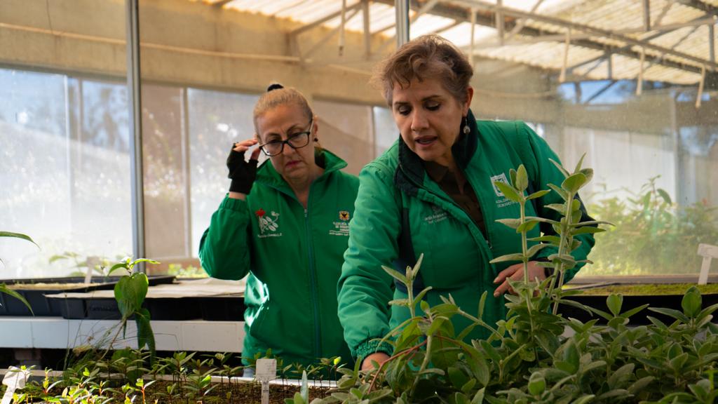 Árboles para el Corredor Verde Séptima