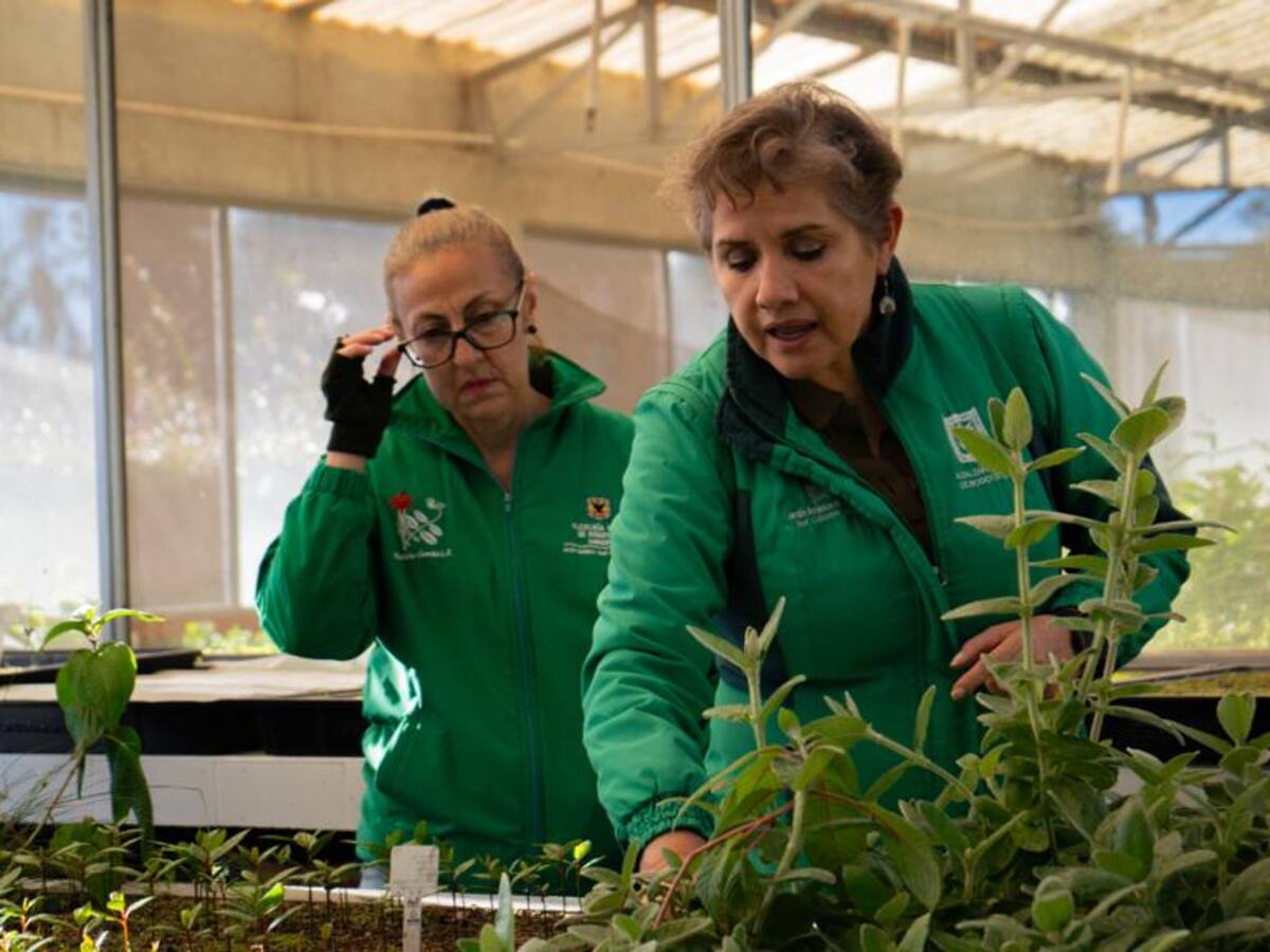 Son 7 mil los arboles que serán ubicados en el Corredor Verde Séptima