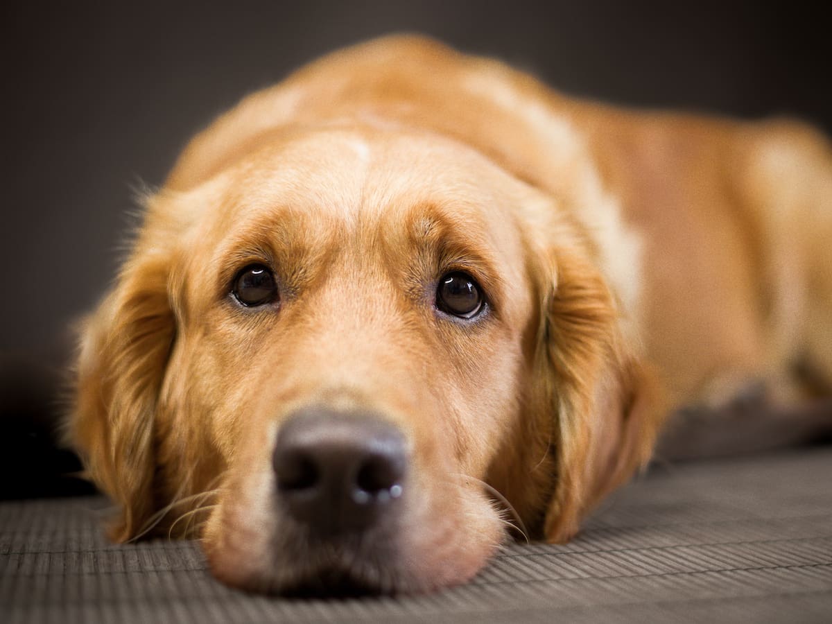 ¿Qué significa que un perro te mire fijamente a los ojos?
