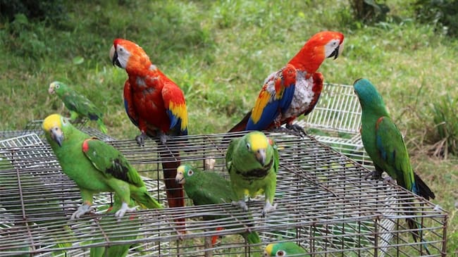 Varias de estas especies fueron incautadas por estar en cautiverio y otras fueron entregadas voluntariamente. Foto: Corpocaldas