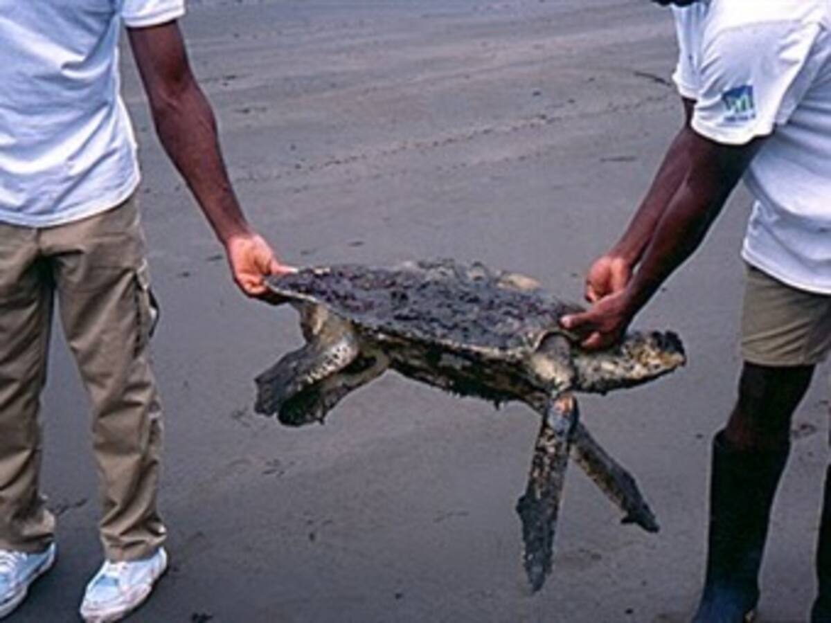 Derrame en el Golfo de Mexíco dejará secuelas a largo plazo