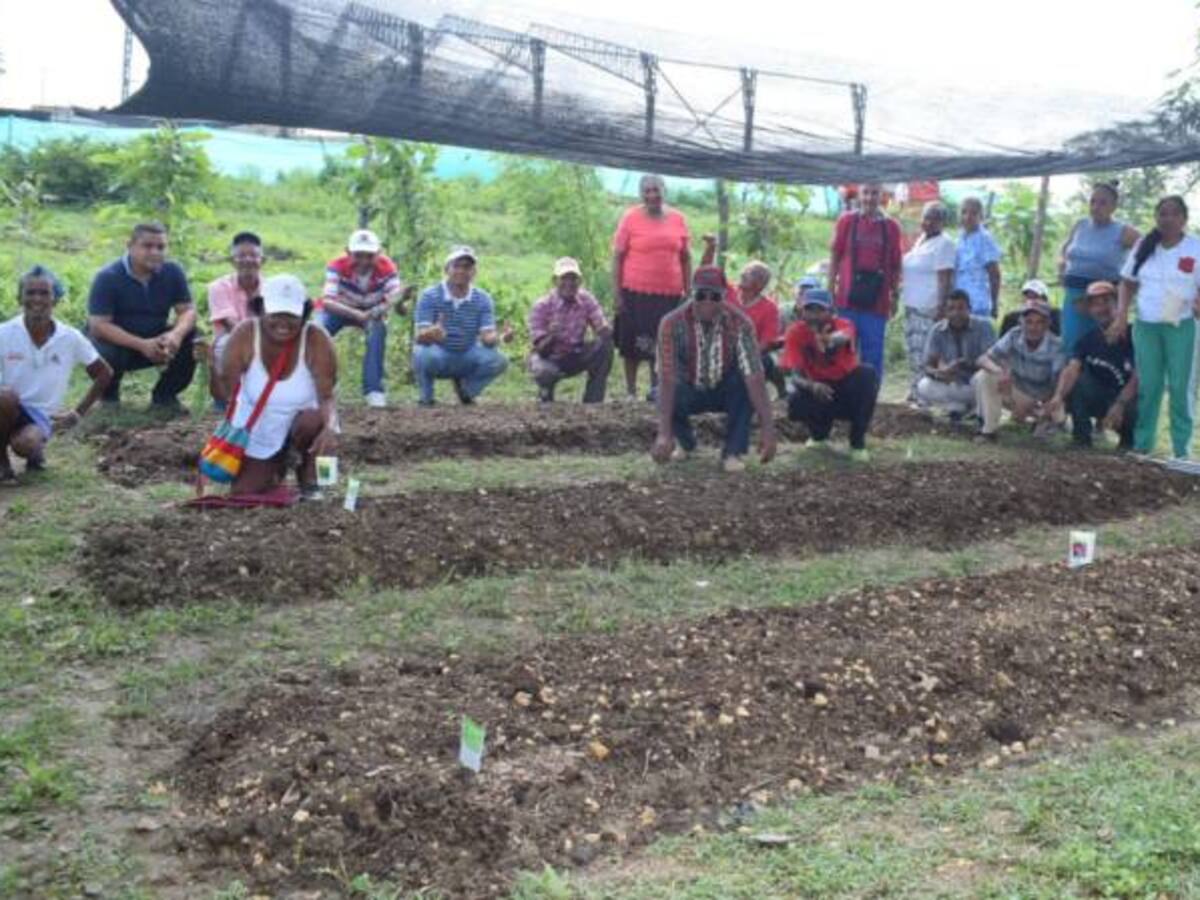 Patios productivos para adultos mayores en Arjona Bolívar