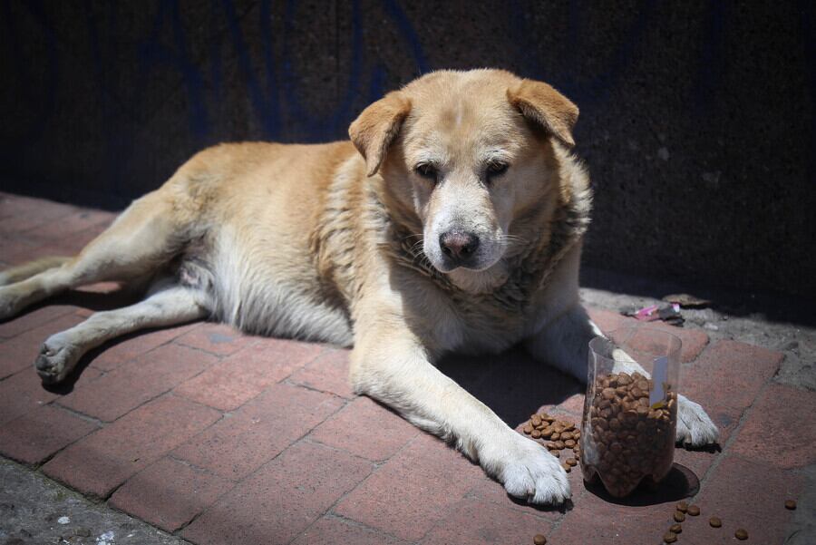 Imagen de referencia de perros callejeros. Foto: Colprensa.