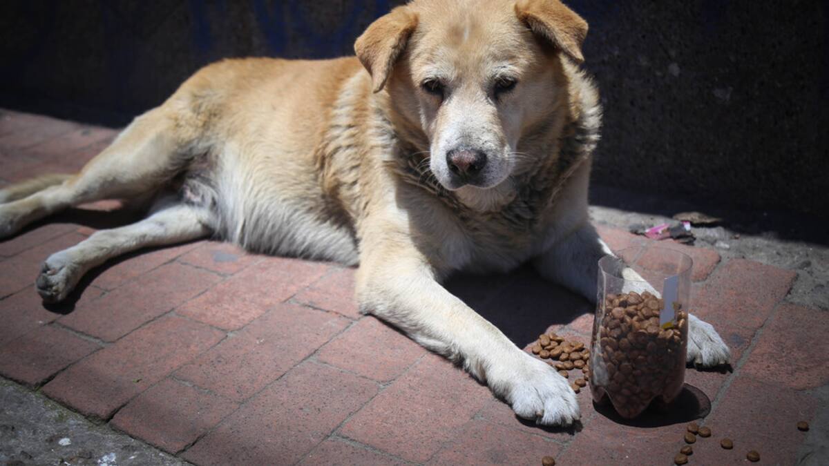 Alerta en Cajicá: lanzan recompensa por asesinato masivo de perros