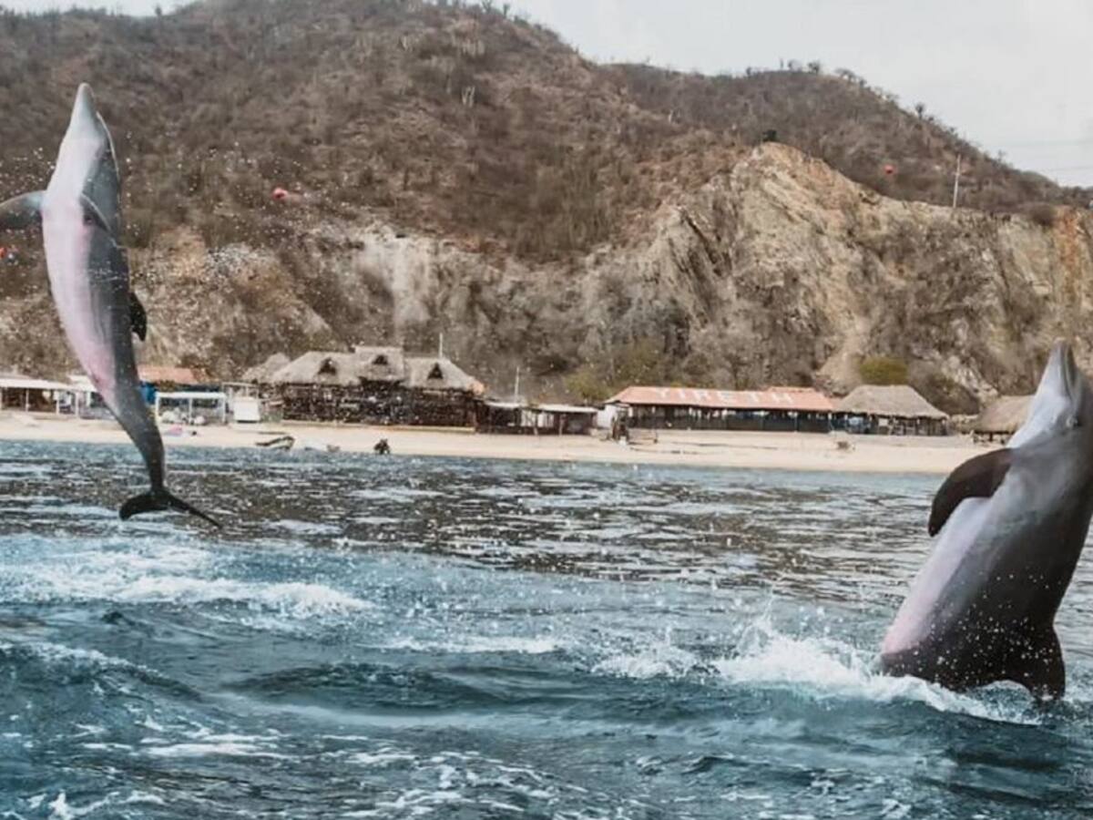 “A mar abierto” con los delfines del acuario de Santa Marta