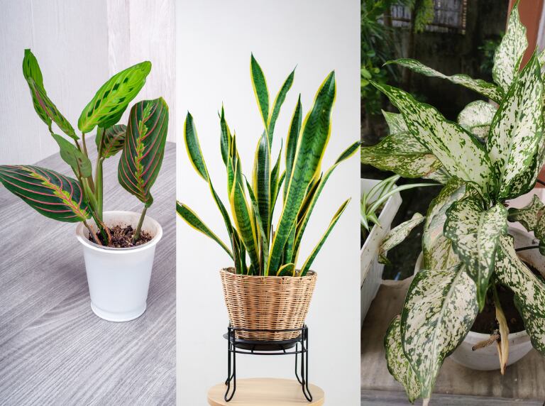 Sansevieria, Maranta leuconera y Aglaonema, plantas ideales para tener en casa (Getty Images)