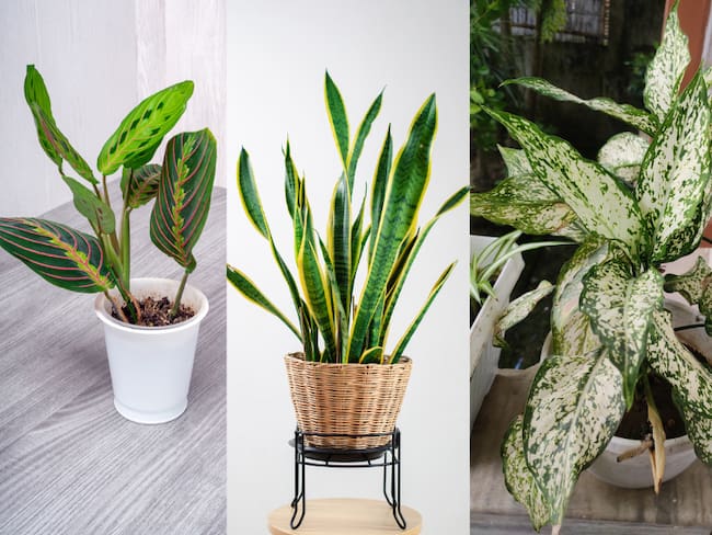¿Las conoce? Estas son 8 plantas ideales para espacios con poca luz en su vivienda  (Getty Images)