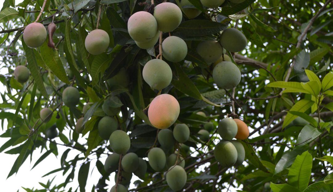 Cultivo de mangos