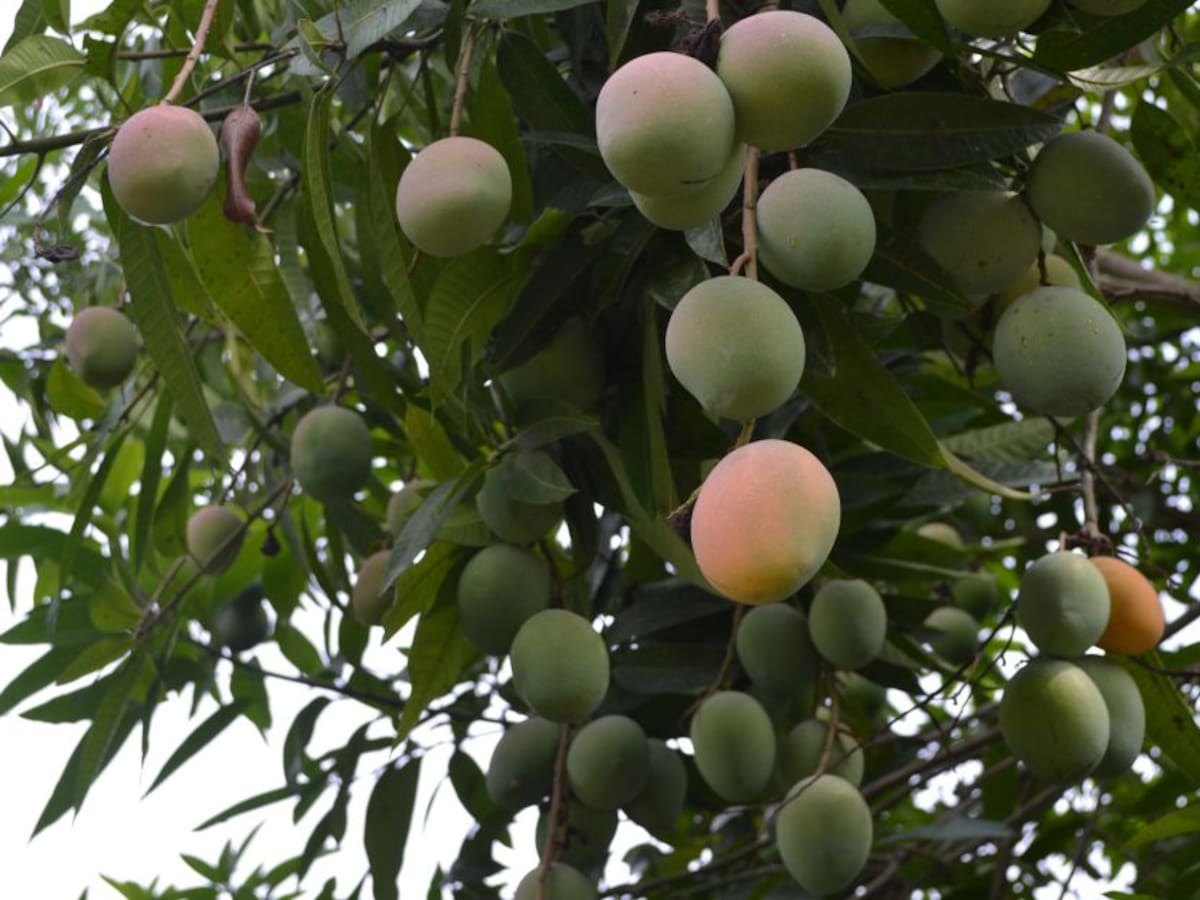 El mango colombiano conquista los mercados internacionales