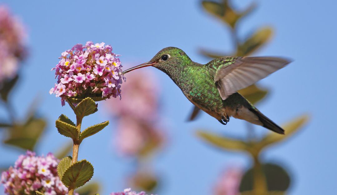 Colibrí
