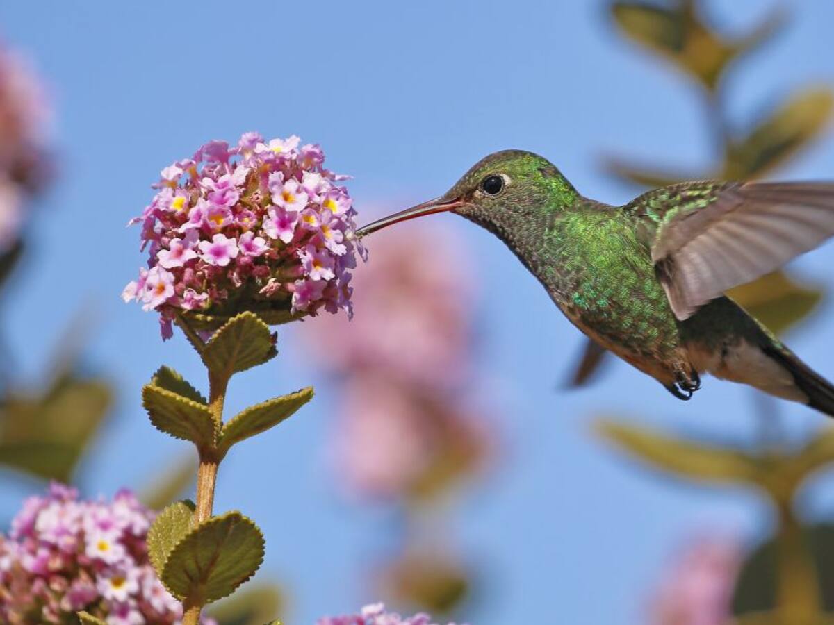 ¿Qué significa encontrarse un colibrí en su casa? 4 cosas que debe conocer
