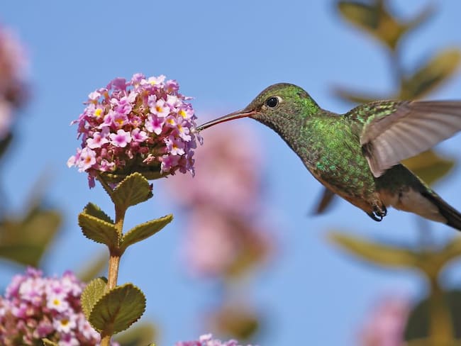 Los picos de los colibríes y su coevolución con las plantas