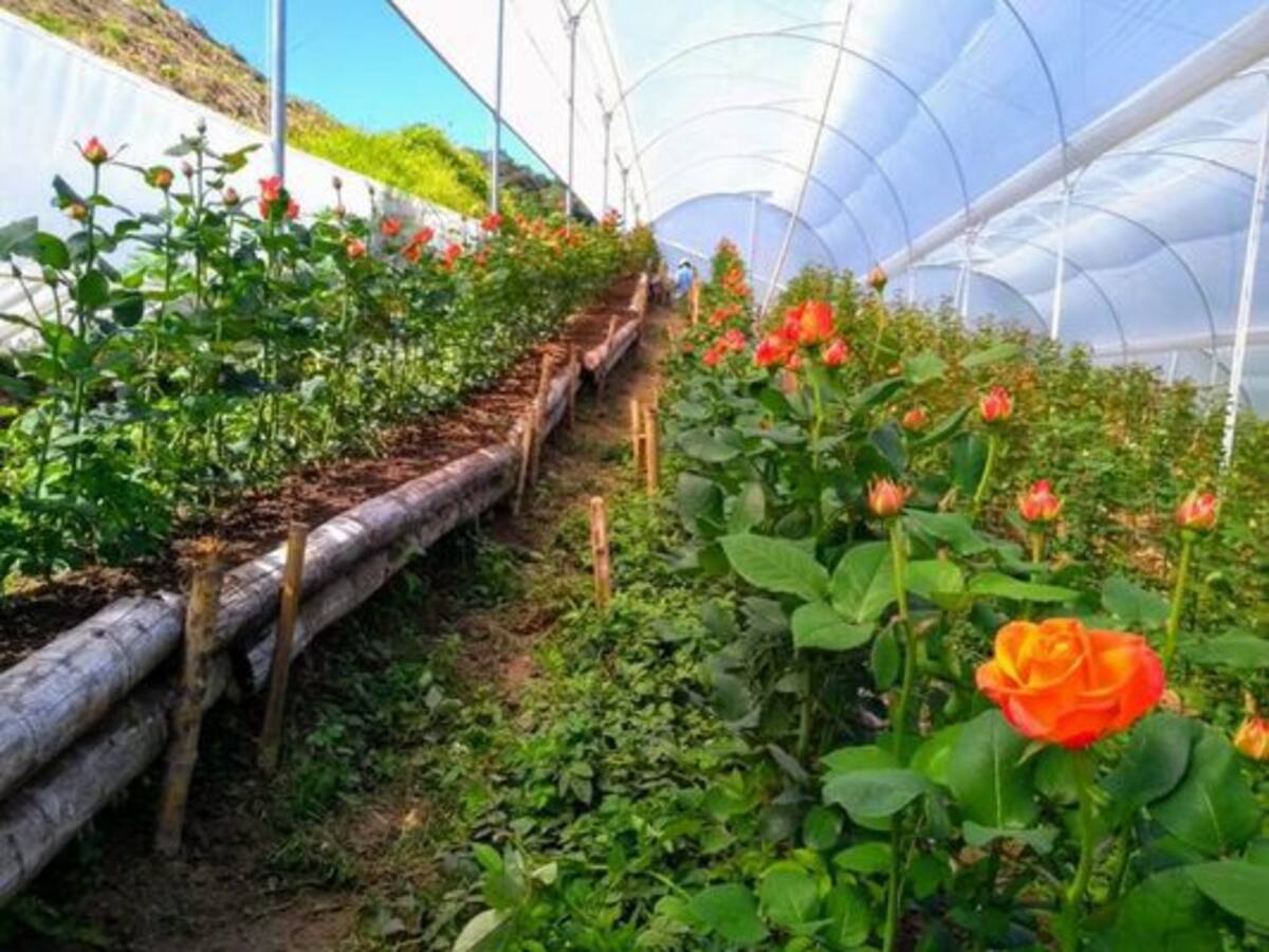 Risaralda exportó 10 mil tallos de flores para San Valentín