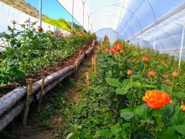 Gobernación de Risaralda.