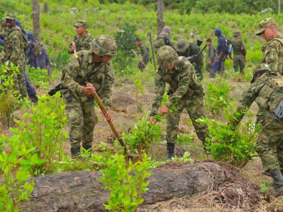 30.000 hectáreas de coca han sido erradicadas en 2018: MinDefensa