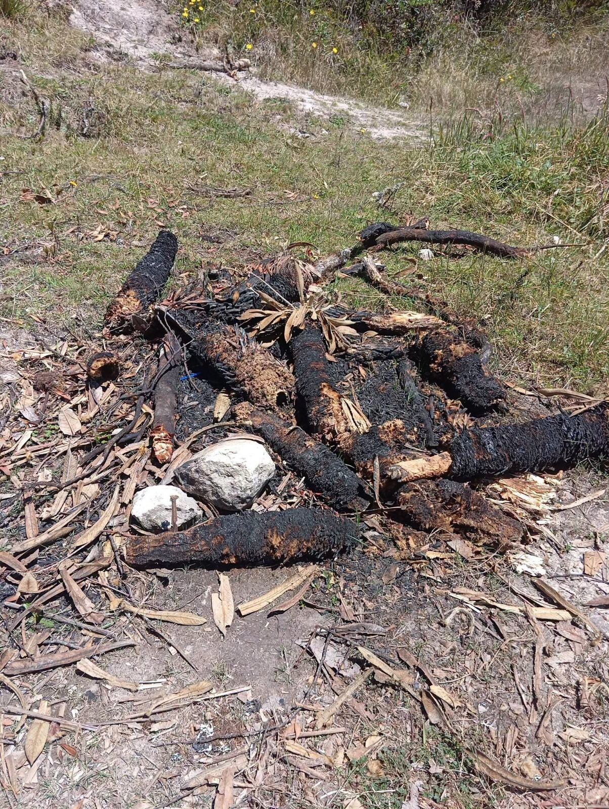 La alcaldía de Ventaquemada denuncia tala y quema de frailejones en el Páramo de Rabanal