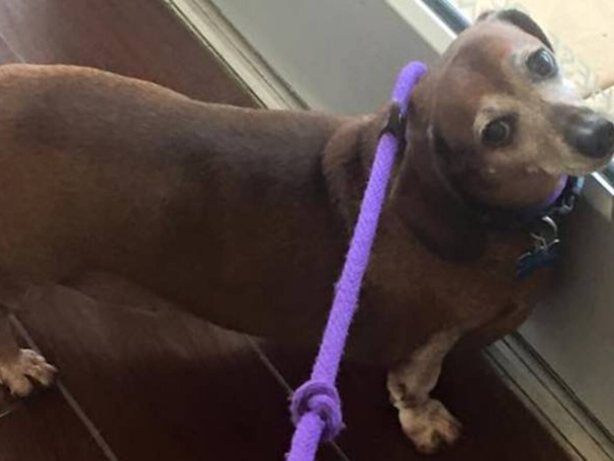 El perro obeso que fue sometido a tratamiento para llegar a su peso normal