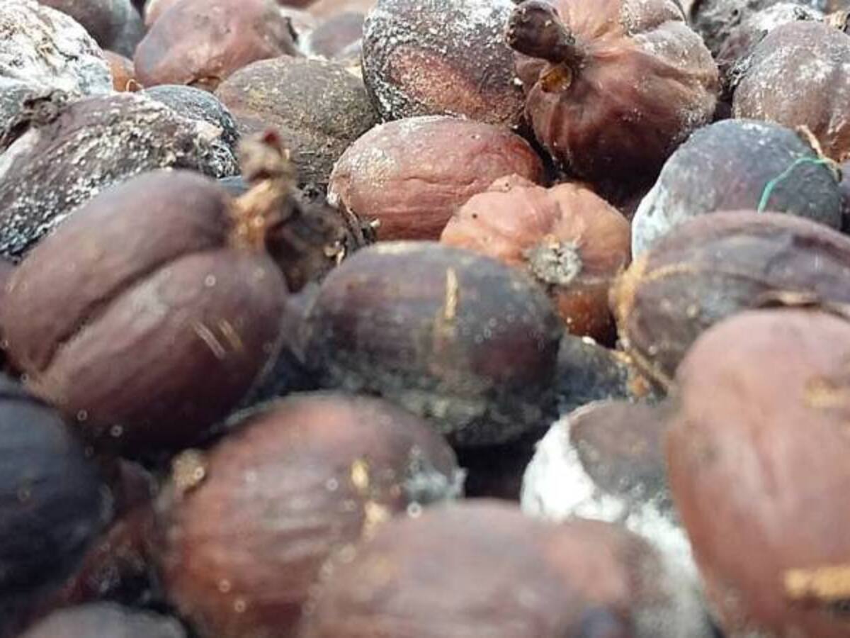 En Quindío van a decretar la calamidad pública ante efectos de El Niño