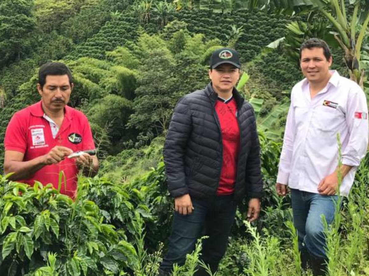 Familias opitas se unen para producir suave café en el sur del Huila