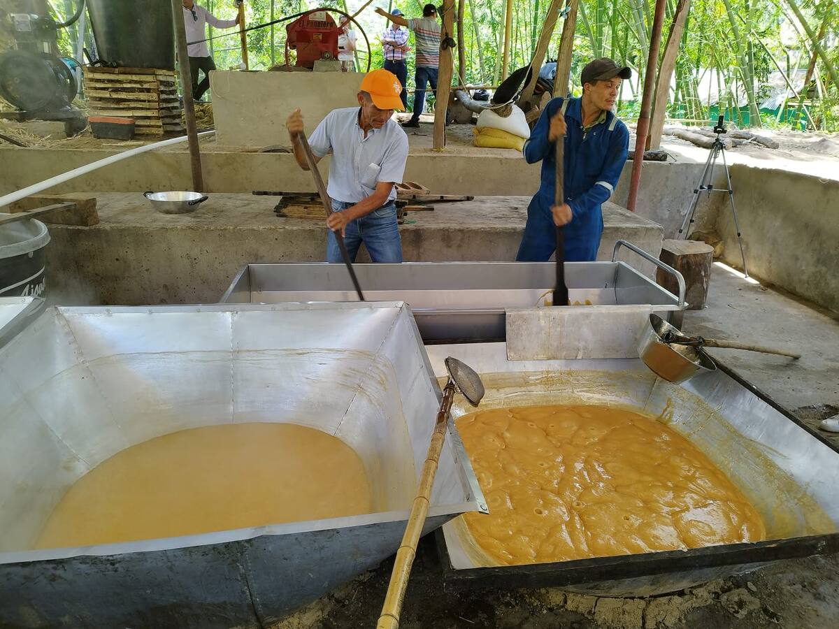 Flexibilizan requisitos para que productores de panela vendan su producto al gobierno