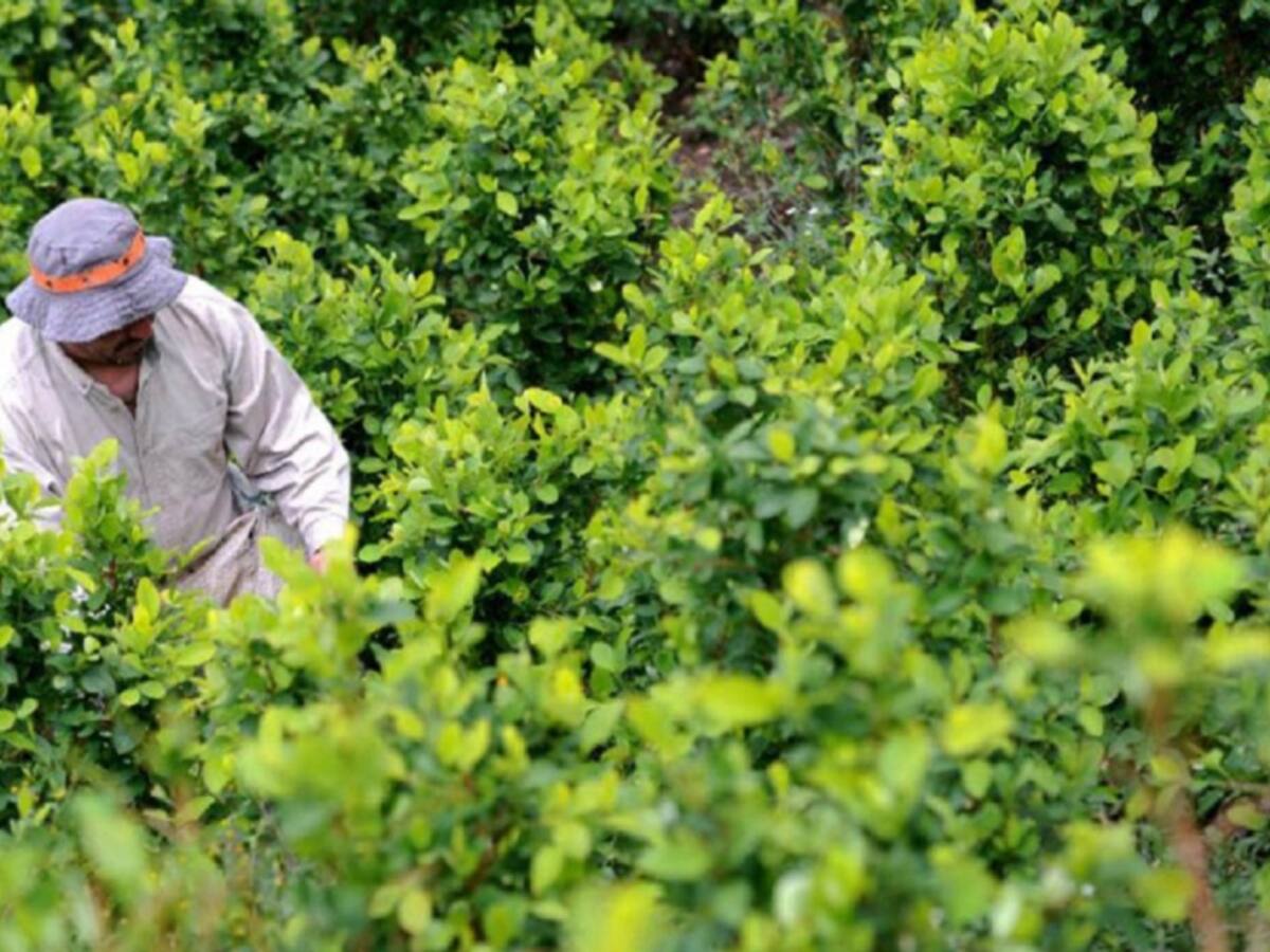 Familias cultivadoras de coca piden caracterización en el Catatumbo