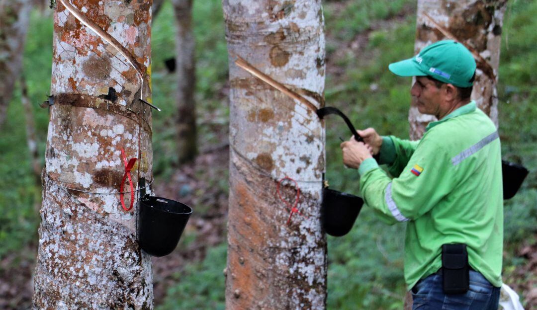 Extracción de latex. Industria caucho