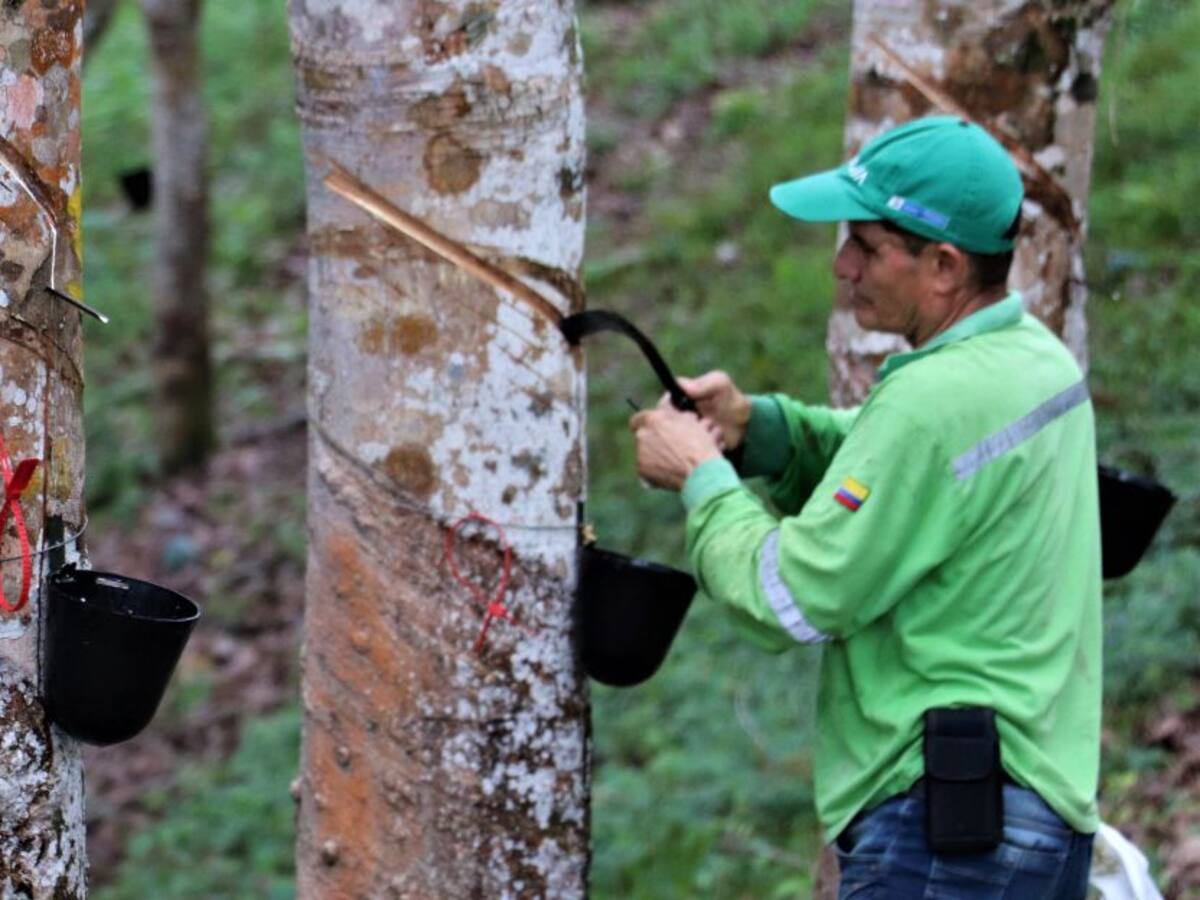 Protocolo para fortalecer producción de caucho presentan en Antioquia
