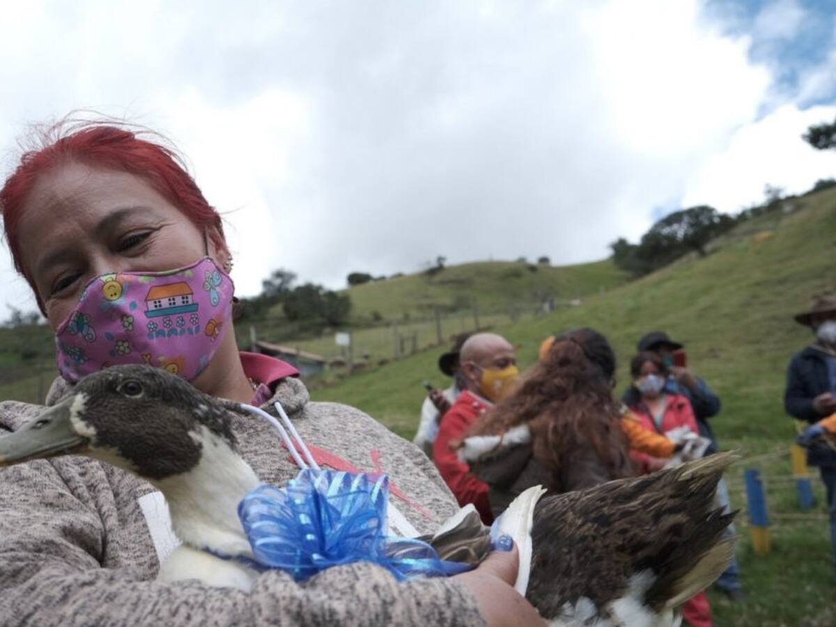 En busca de un hogar para 300 patos