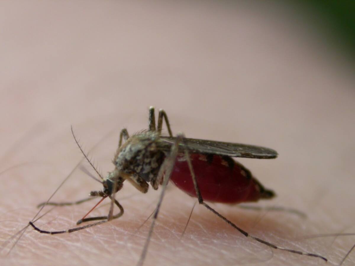 Cuatro personas en Unidad de Cuidados Intensivos por dengue en Barranquilla