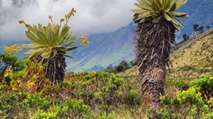 Páramos en Colombia: características, importancia y amenazas