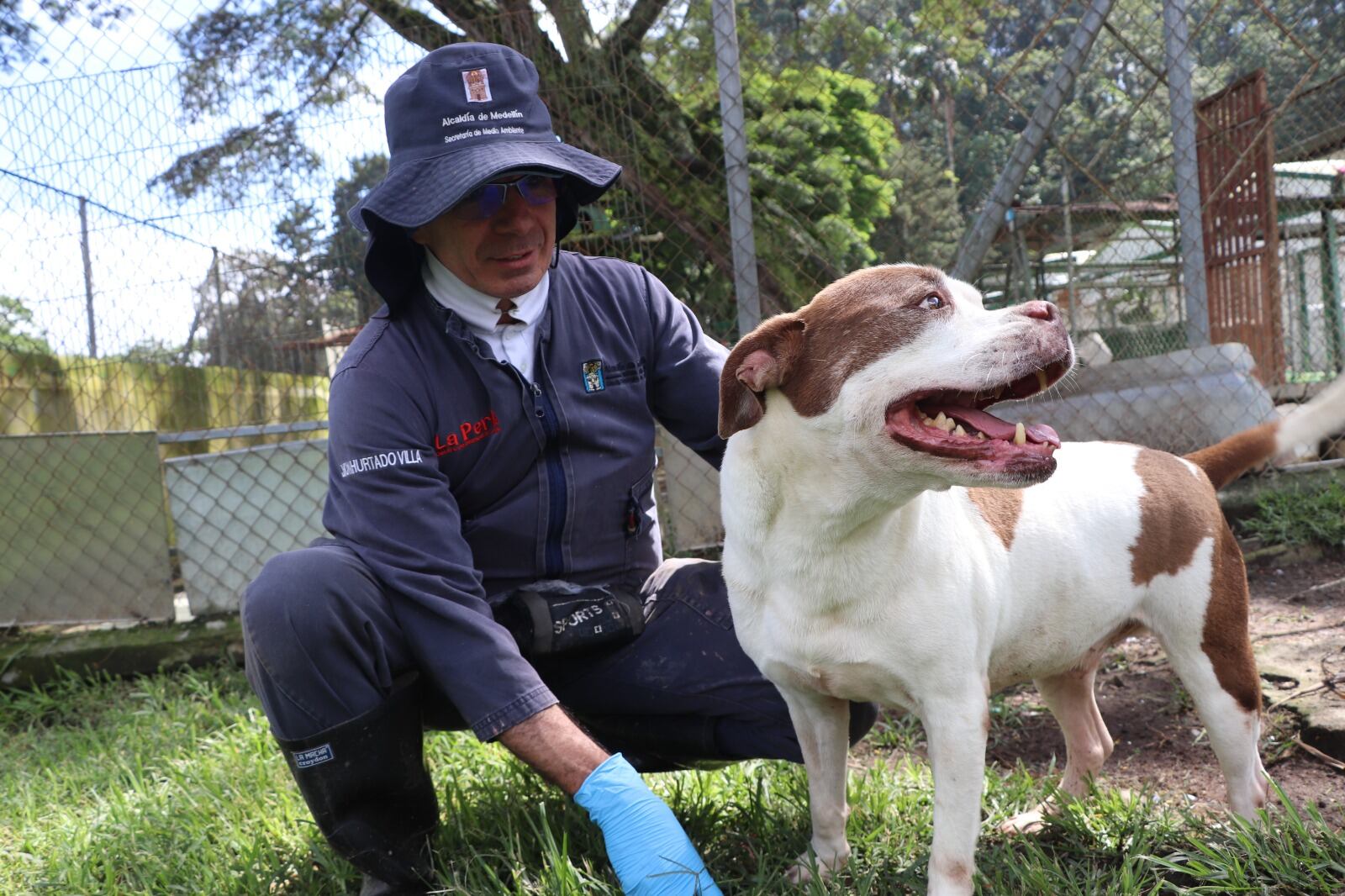 No son regalos: Alcaldía de Medellín pide compromiso en la adopción de mascotas Foto: Alcaldía de Medellín