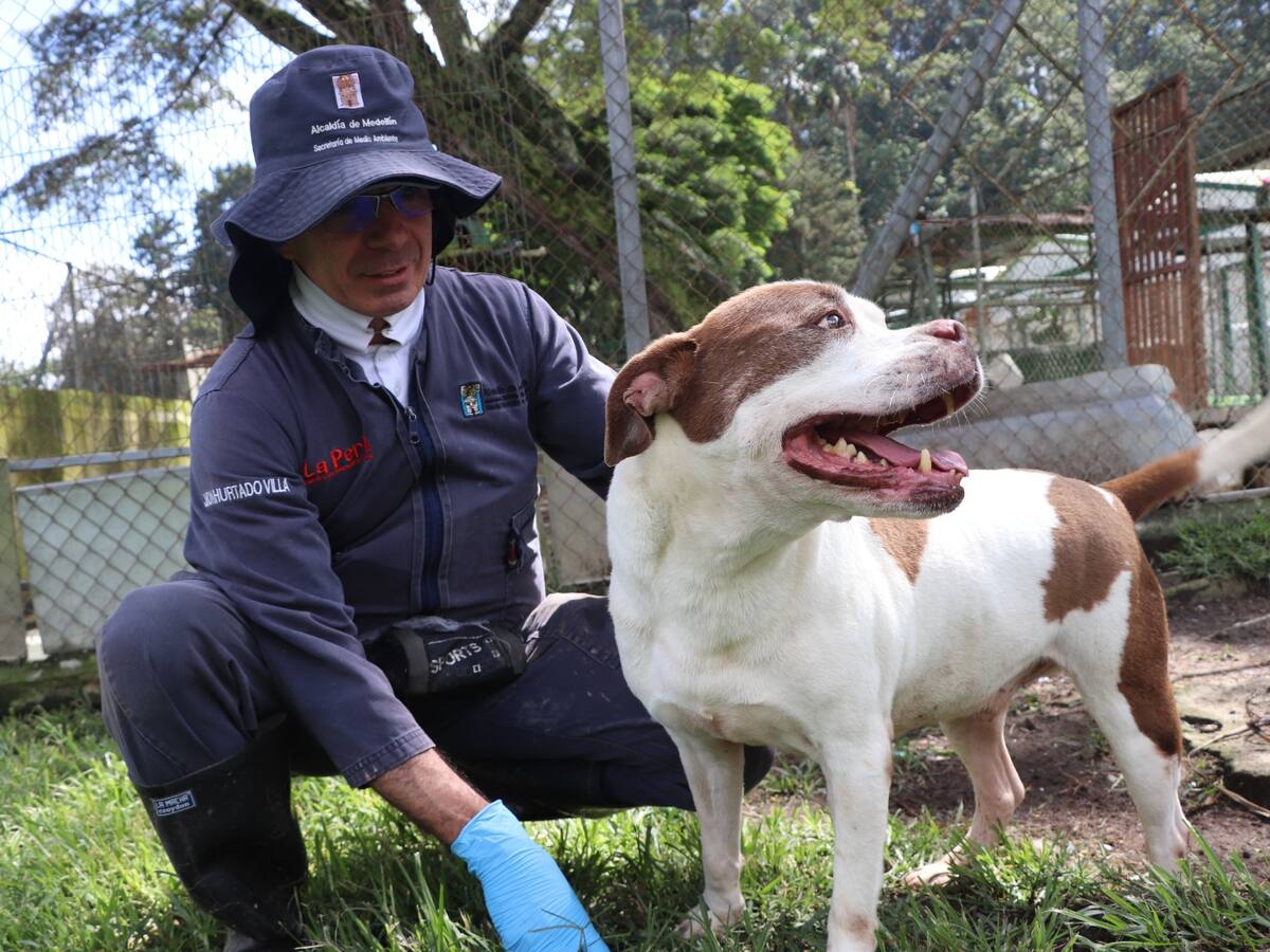 No son regalos: Alcaldía de Medellín pide compromiso en la adopción de mascotas