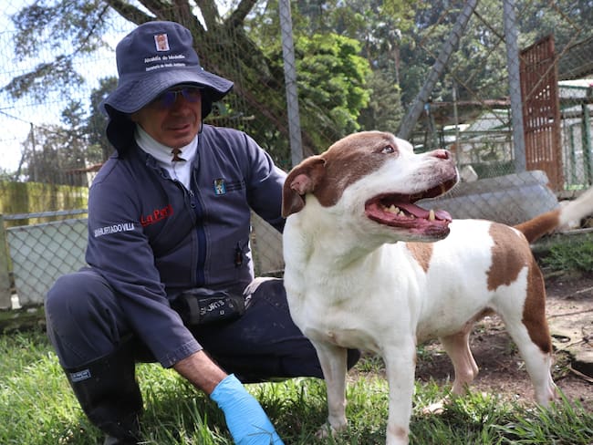 No son regalos: Alcaldía de Medellín pide compromiso en la adopción de mascotas Foto: Alcaldía de Medellín