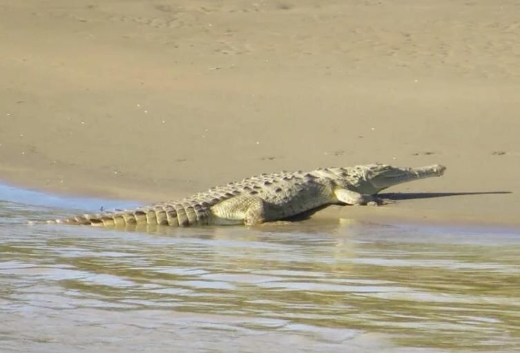 Por su parte la autoridad ambiental del Huila destacó que la presencia del Caimán del Magdalena en el territorio huilense, es muestra de que la naturaleza es resiliente.