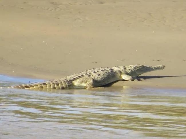 Por su parte la autoridad ambiental del Huila destacó que la presencia del Caimán del Magdalena en el territorio huilense, es muestra de que la naturaleza es resiliente.