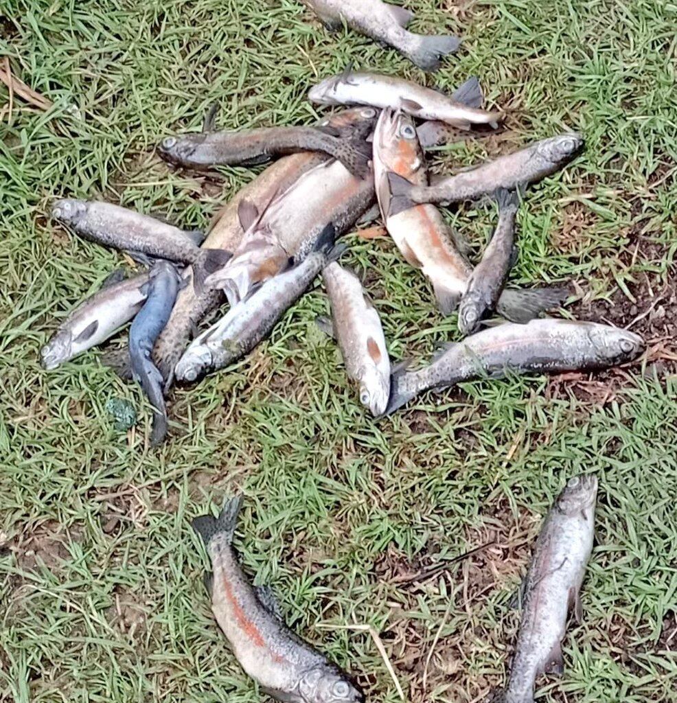 Intoxicación de truchas en Gámeza / Foto: Cortesía