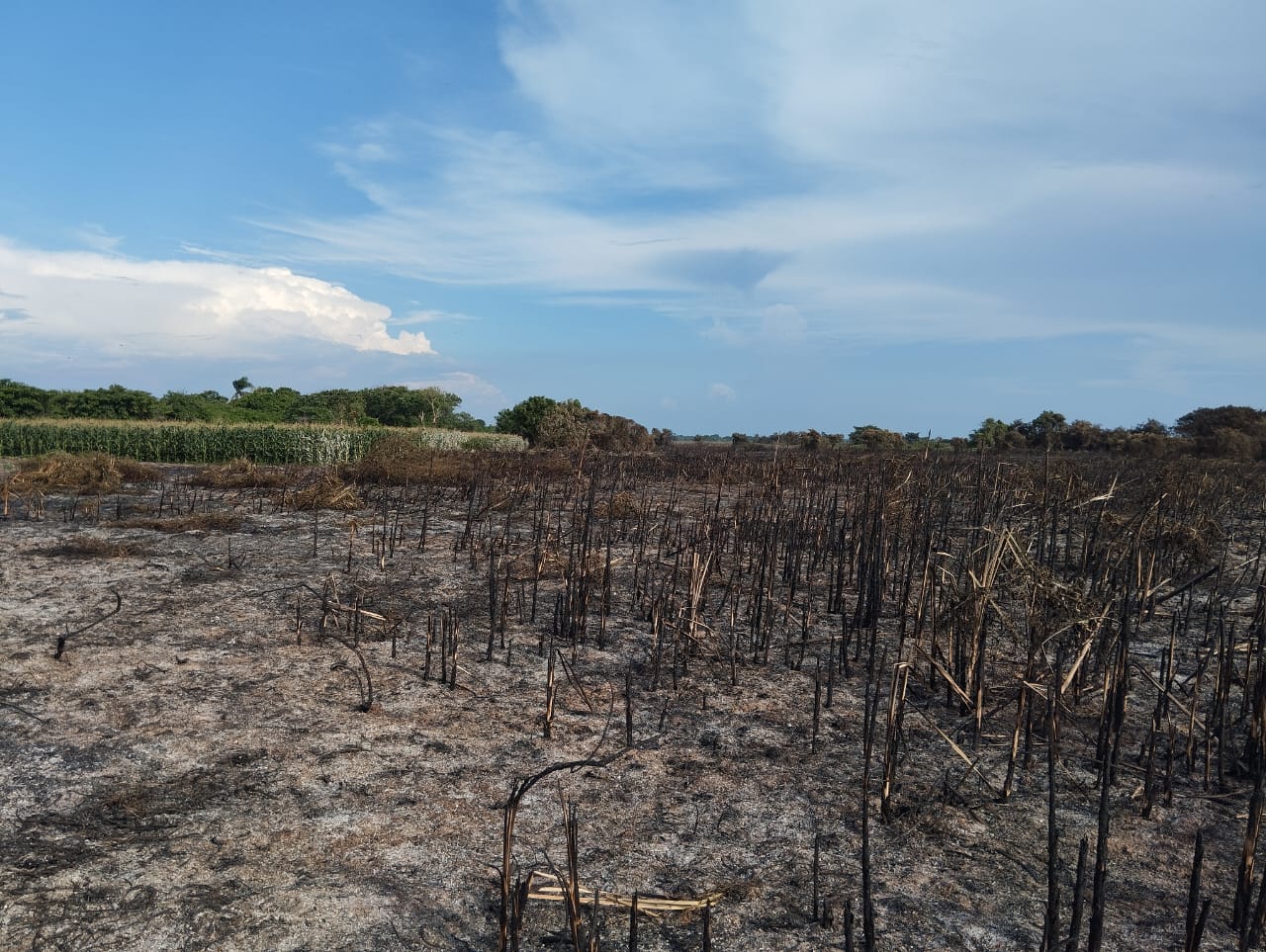 Incendio en el islote San Joaquín, cerca del vía parque Isla Salamanca./ Foto: Cortesía