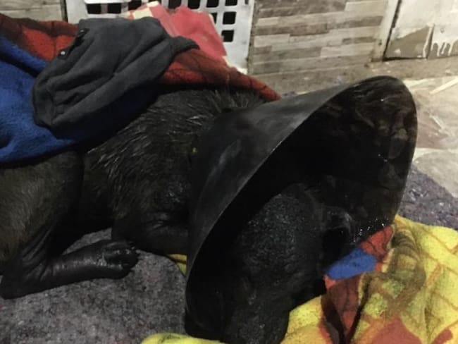 Abandonaron a dos perros en Bogotá con graves quemaduras