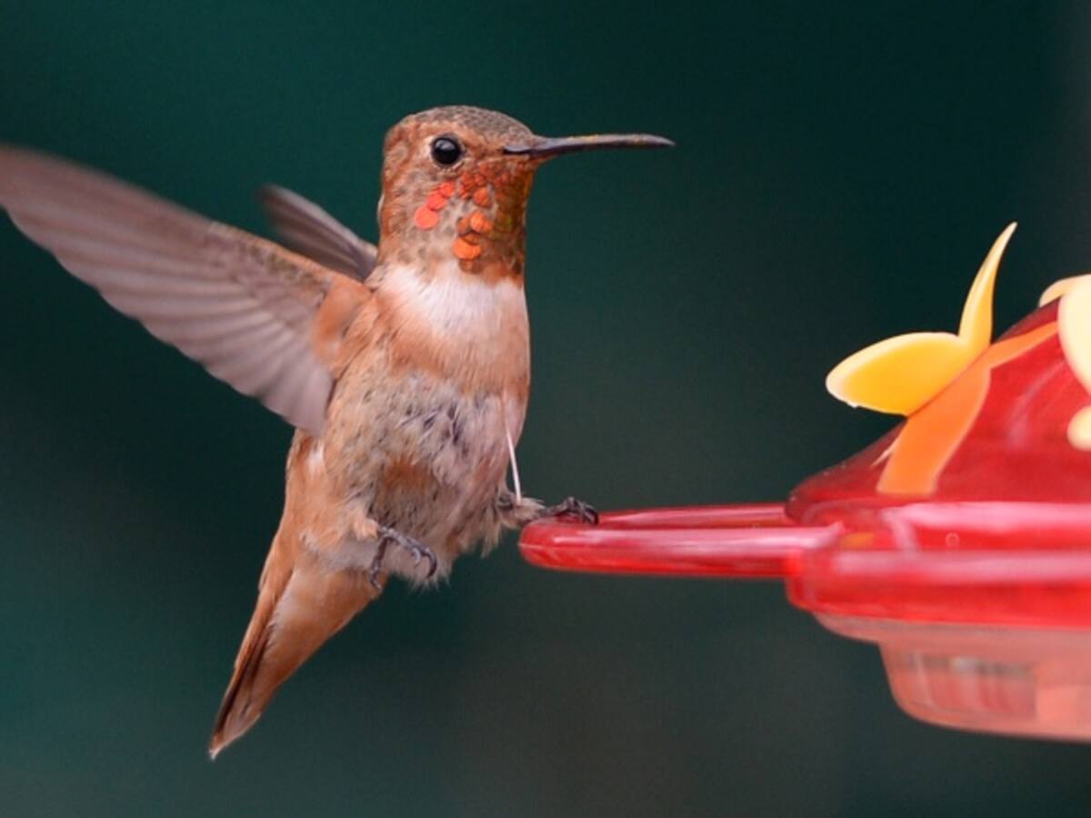 El colibrí, una ave amenazada y convertida en amuleto en nombre del amor