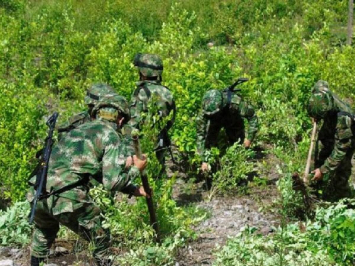 Tensión por retorno de erradicación de cultivos ilícitos en el Catatumbo