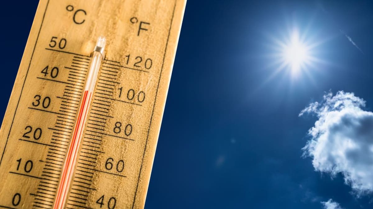 Ola de calor: efectos sobre la vida humana y especies animales