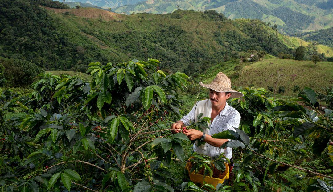 Producción de café