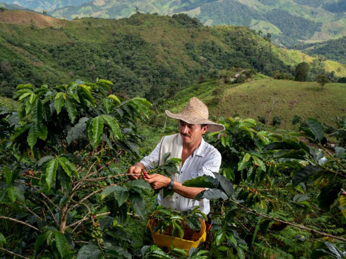 Producción de café sigue en caída libre, en febrero retrocedió un 16%
