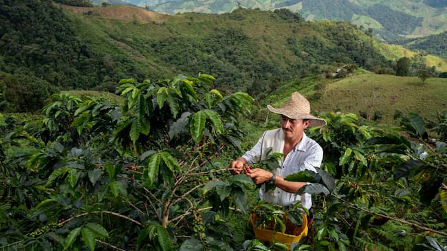 Producción de café