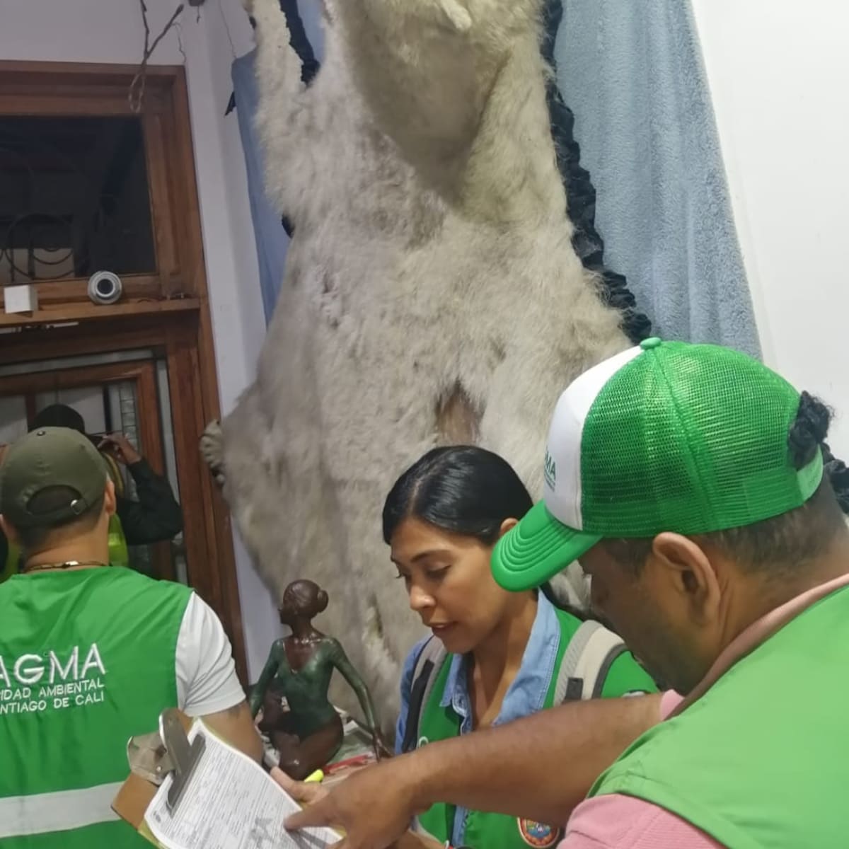 Decomisan piel de oso polar en un almacén en el oeste de Cali