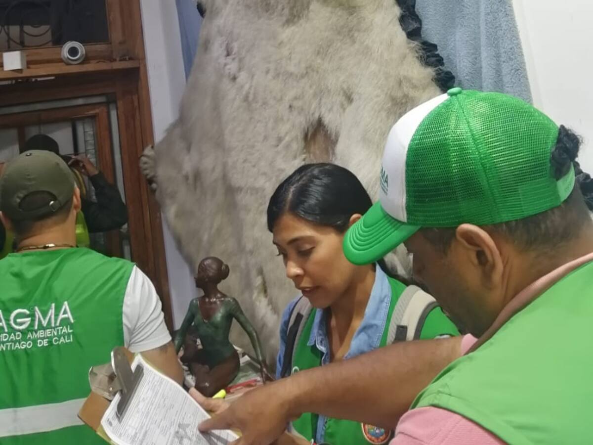 Decomisan piel de oso polar en un almacén en el oeste de Cali
