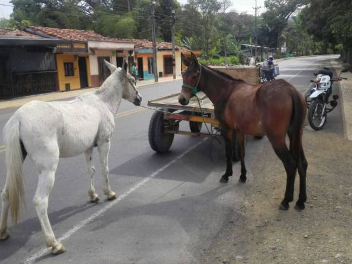 Un hombre fue capturado por golpear a los caballos con los que trabajaba