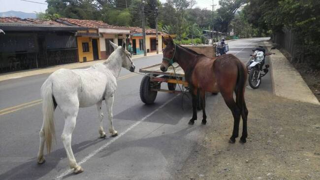 Los animales fueron recuperados y serán puestos al cuidado de fundaciones.