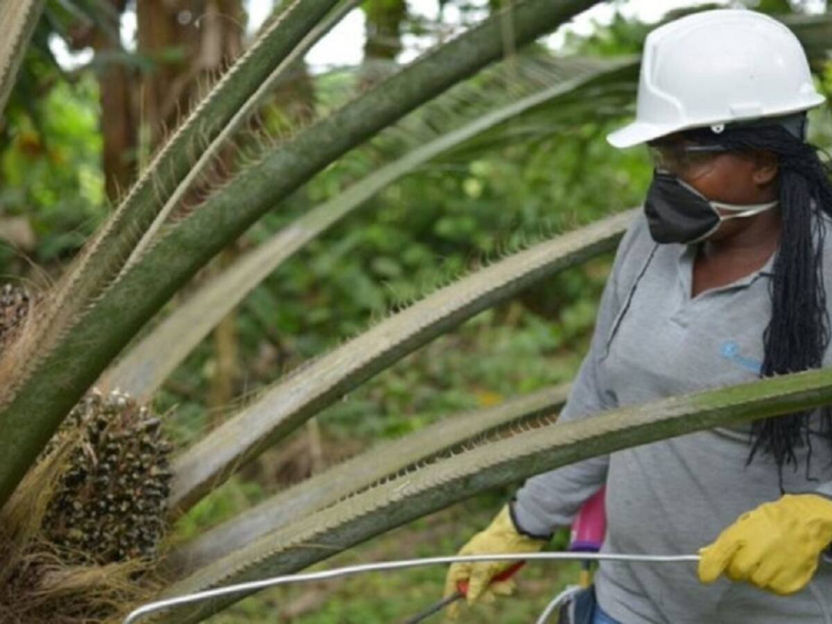 Escépticos palmicultores pese a anuncios de intervención en la transversal